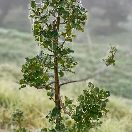 Quinta Dos Cedros L Feriehus *