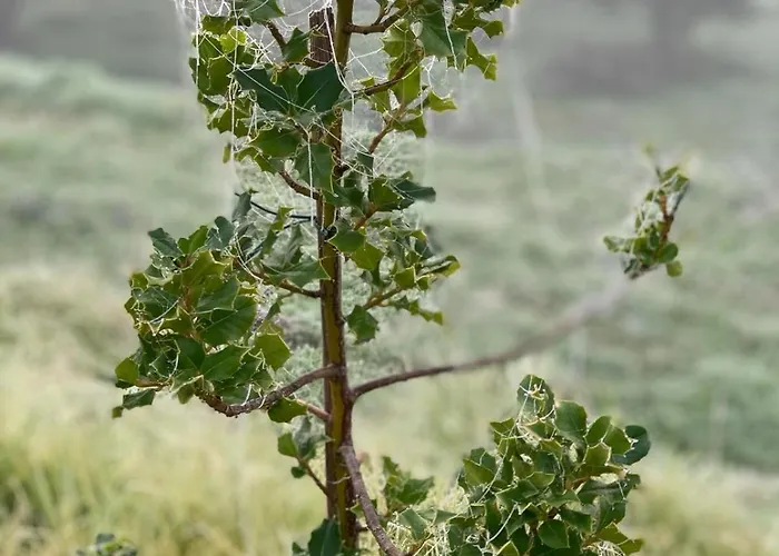 Quinta Dos Cedros L Casa vacanze *